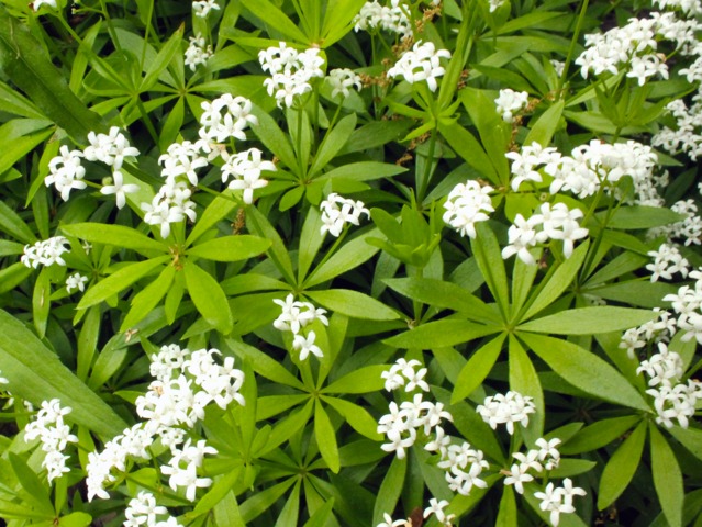 asperule odorante galium odoratum