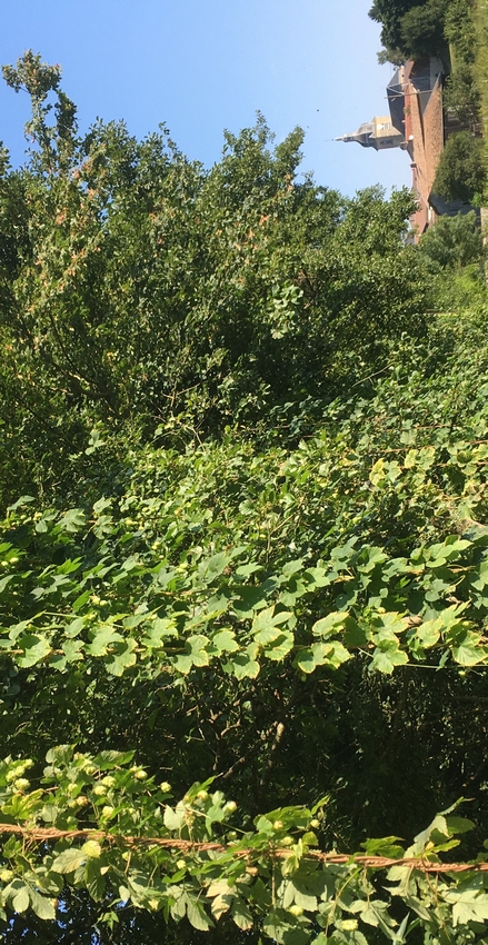 houblonniere septembre internet
