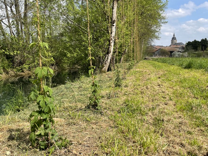 houblonnière avril 2022