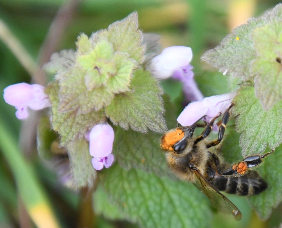 pollinisateurs
